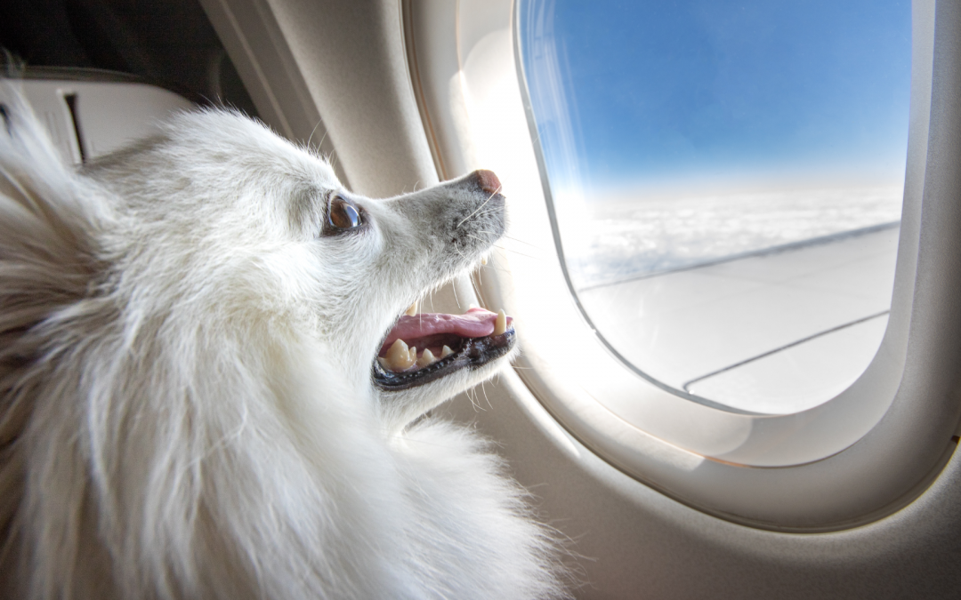 Can I Bring My Dog on a Private Jet?