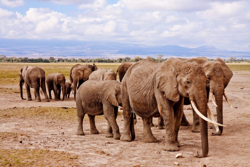 Majestic herd of elephants walking together in the wild.